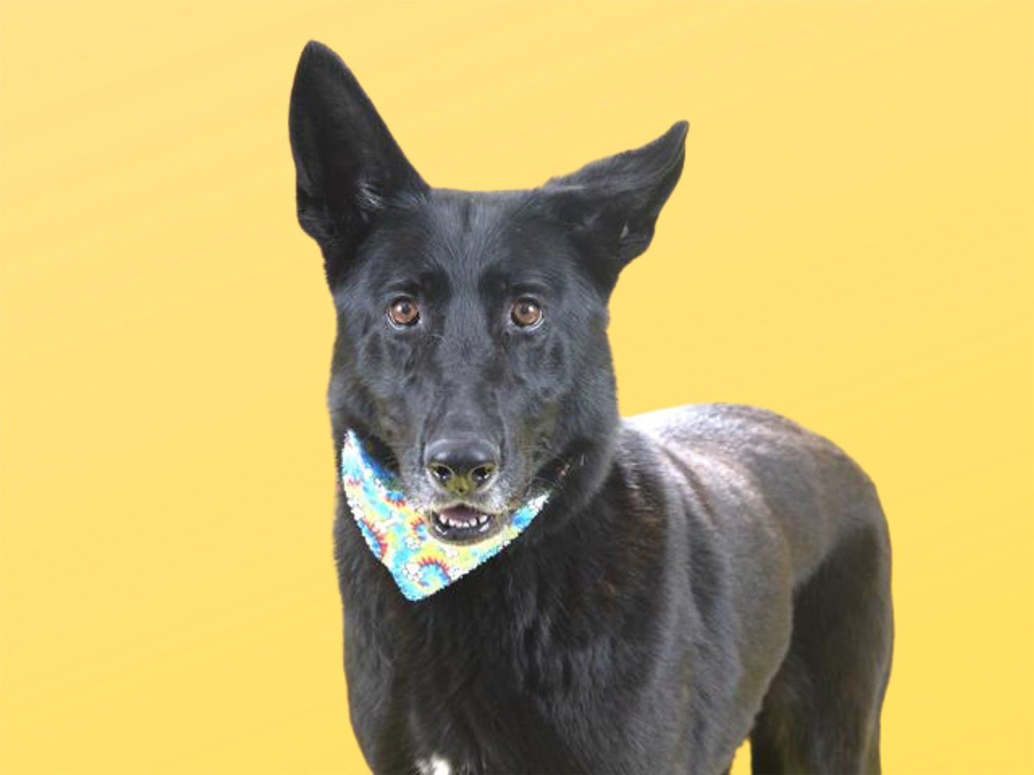 Pet of the week: Ruth